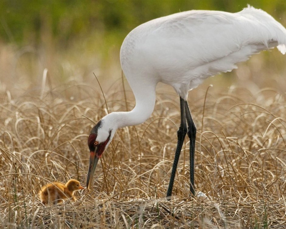 Журавль-красавка брачные танцы