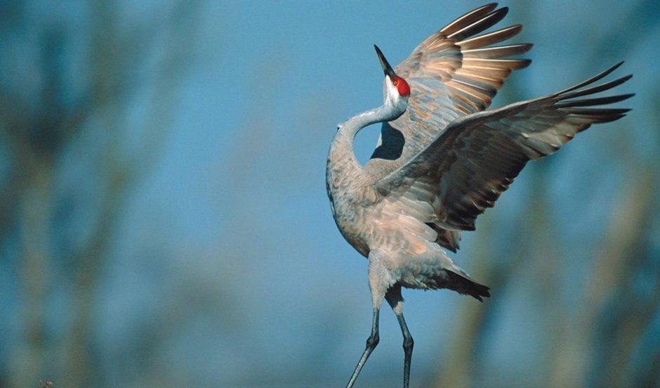 Якутский Стерх