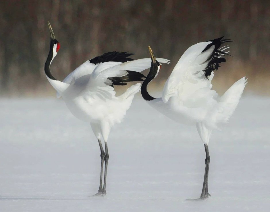 Брачные танцы японских журавлей
