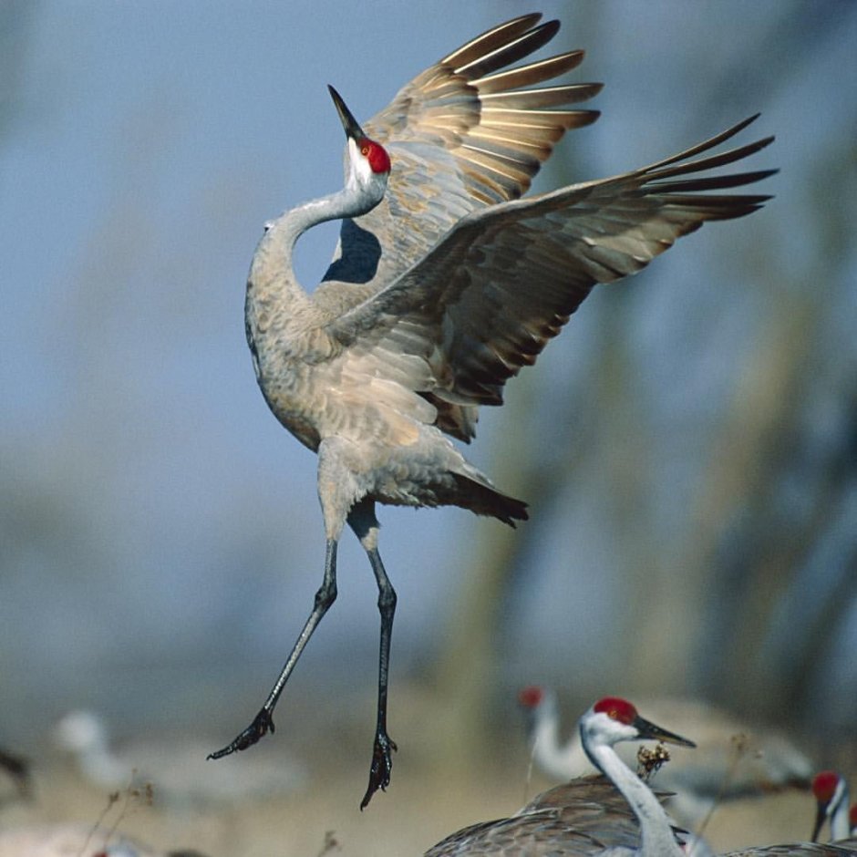 Птицы Якутии Стерх