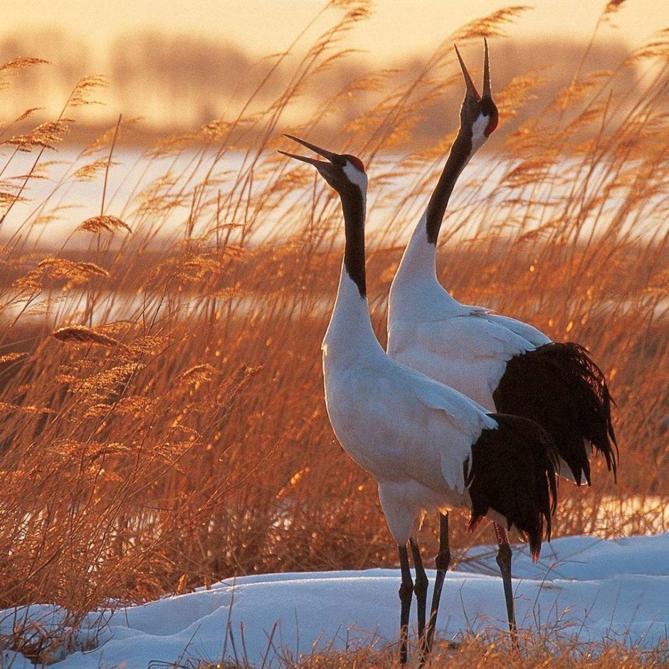 Курлычущие Журавли
