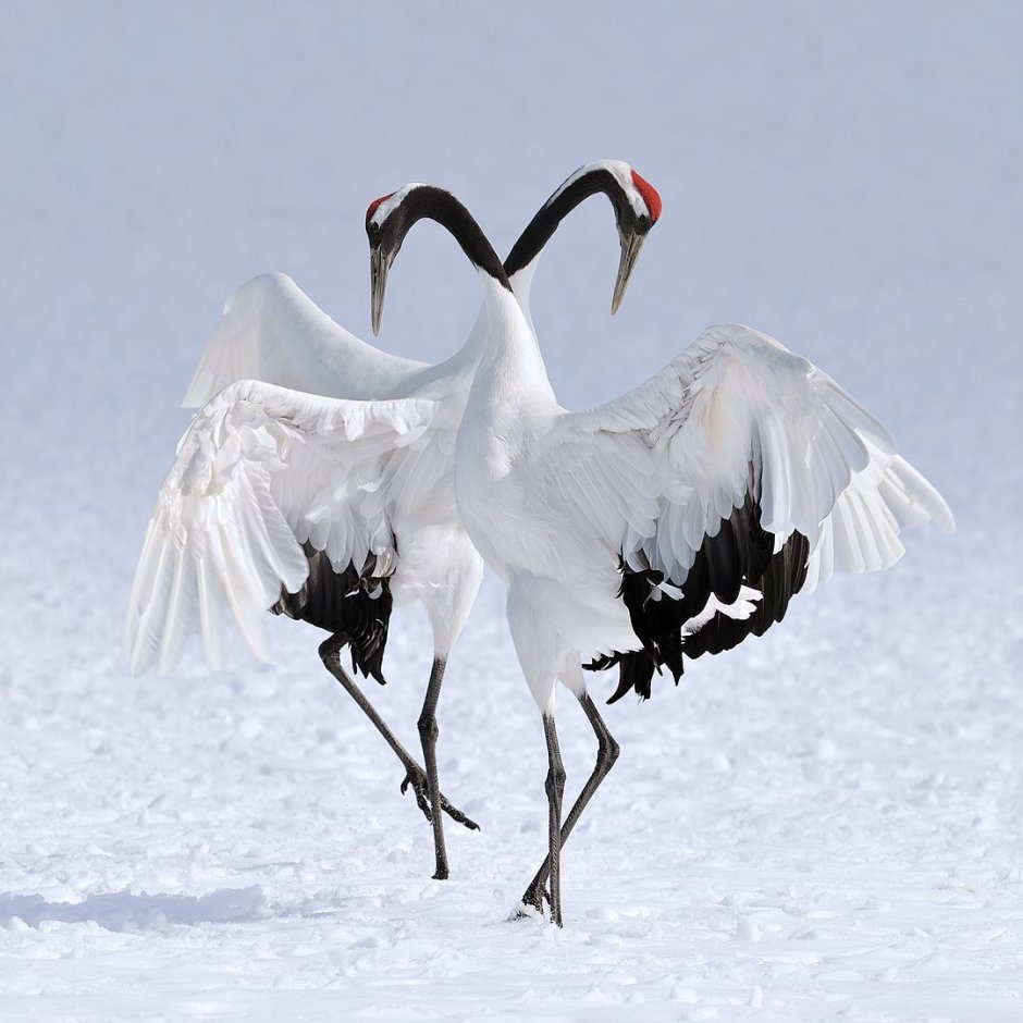 Кыталык Стерх