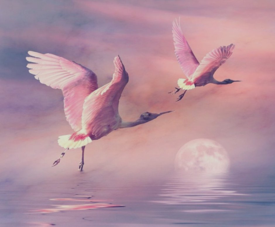 Журавли танцуют