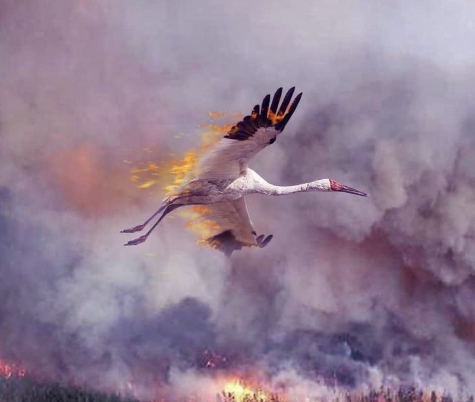 Белый журавль – Стерх Якутии