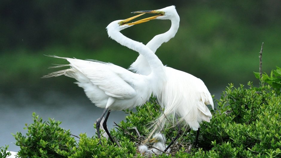 Стерх плывёт