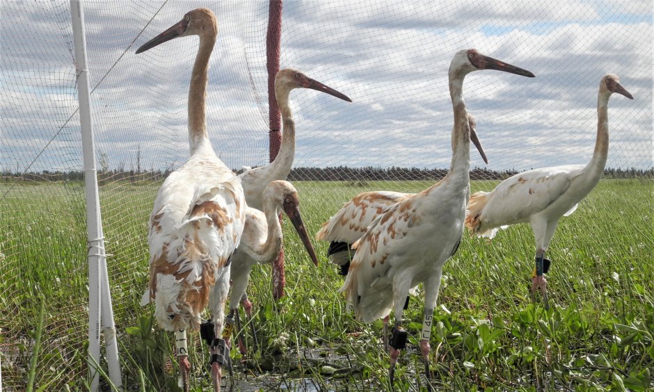 Журавли летают