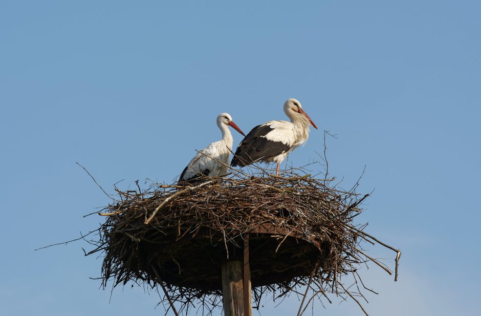 Журавль красавка танец