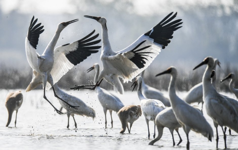 Танец Стерхов в природе