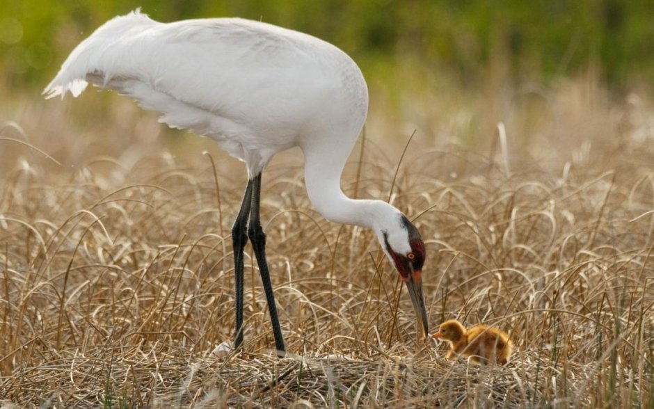 Национальное животное Якутии Стерх
