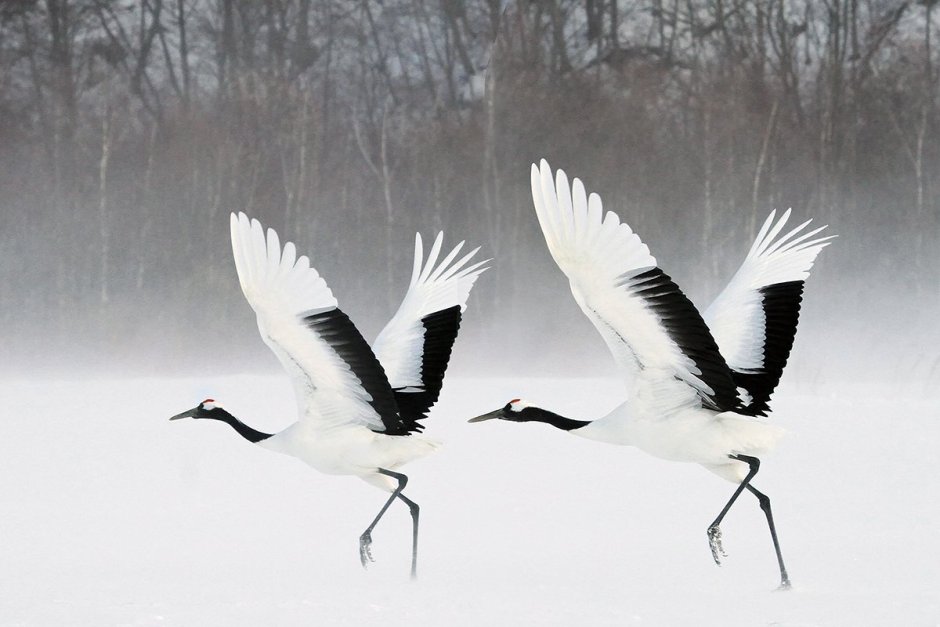 Стерх гнездо