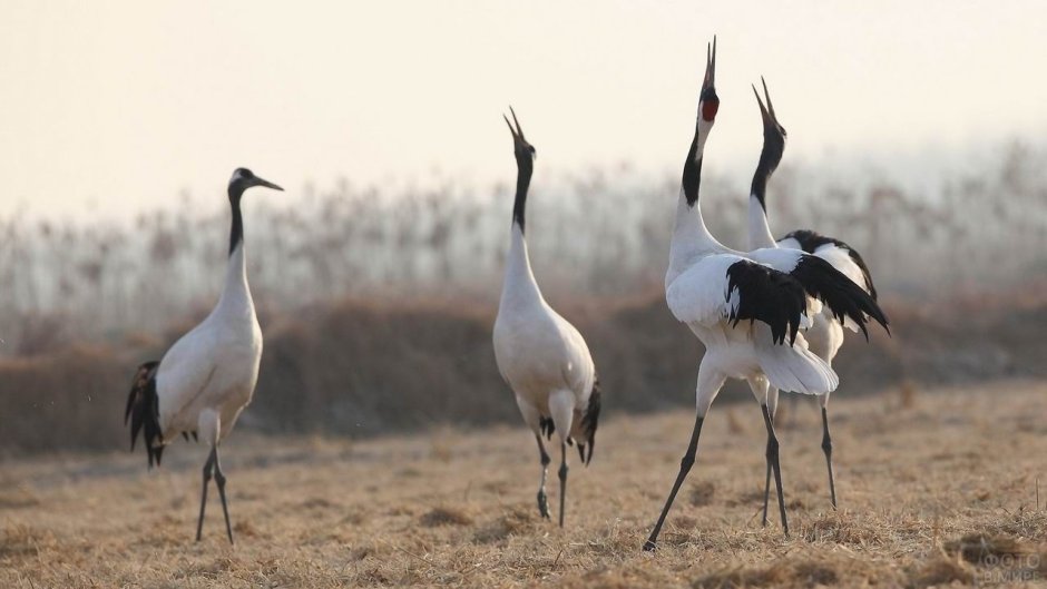 Американский журавль