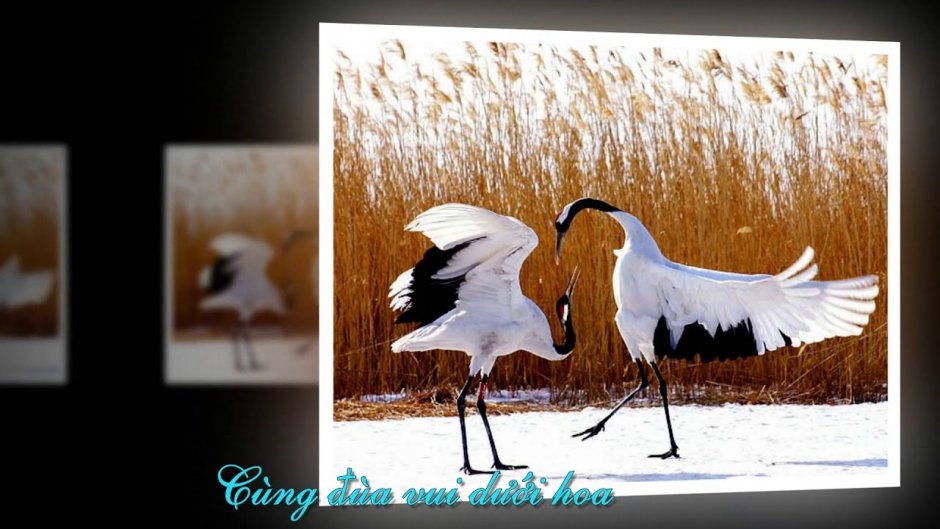 Стерх белый журавль танец