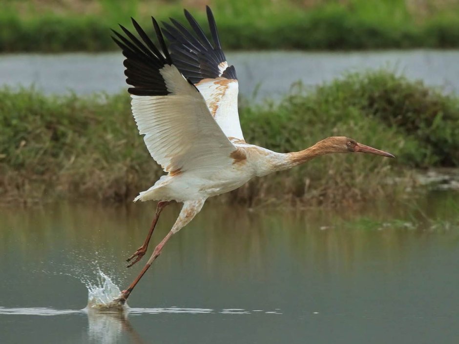 Красноголовый журавль тантёдзуру