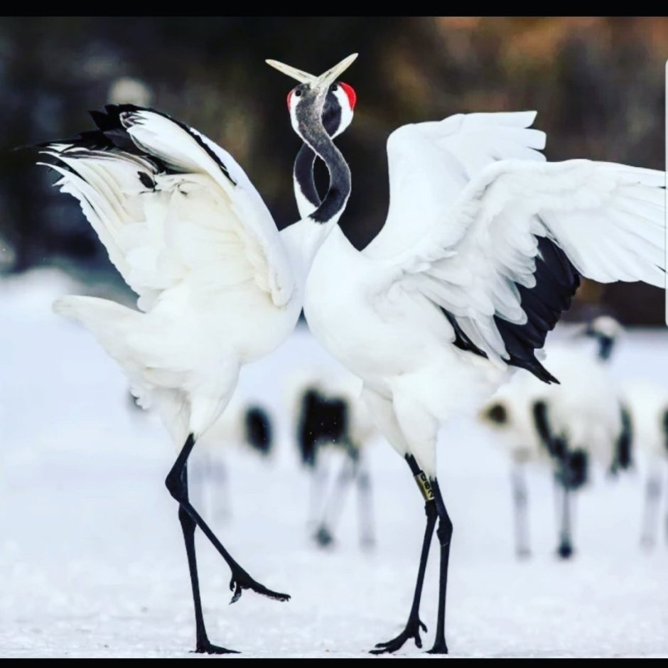 Брачный танец журавлей
