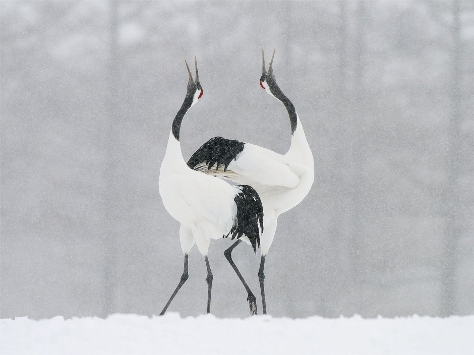 Серый журавль Стерх