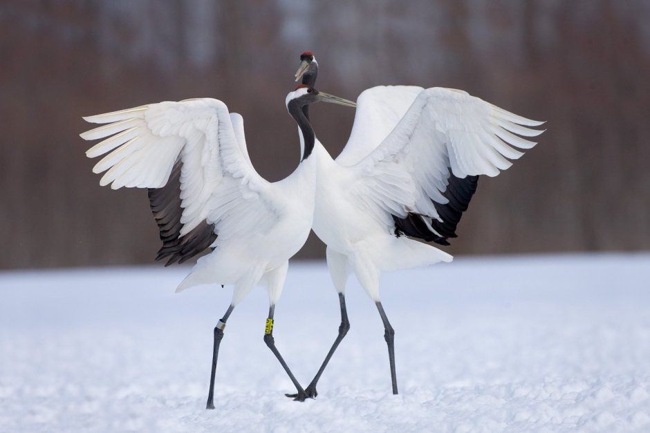 Стерхи Якутии