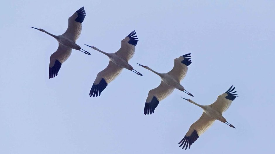 Журавль красавка