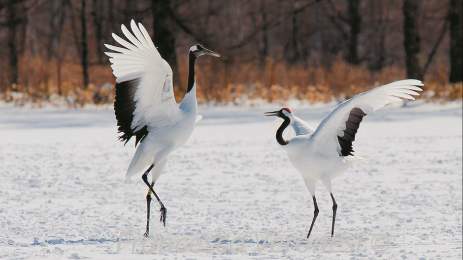 Японские Журавли