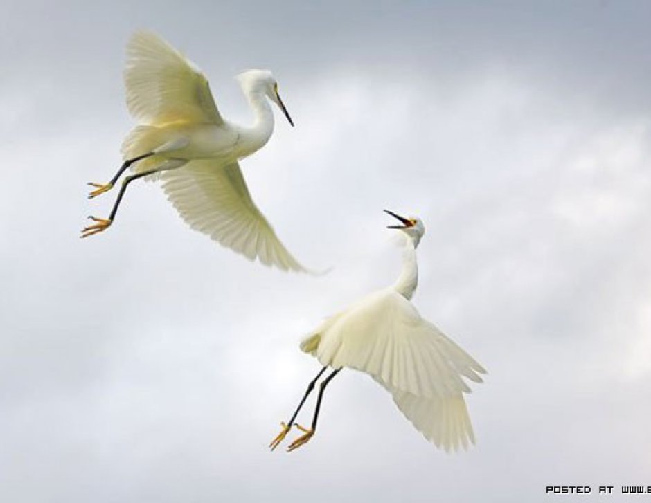 Американский белый журавль