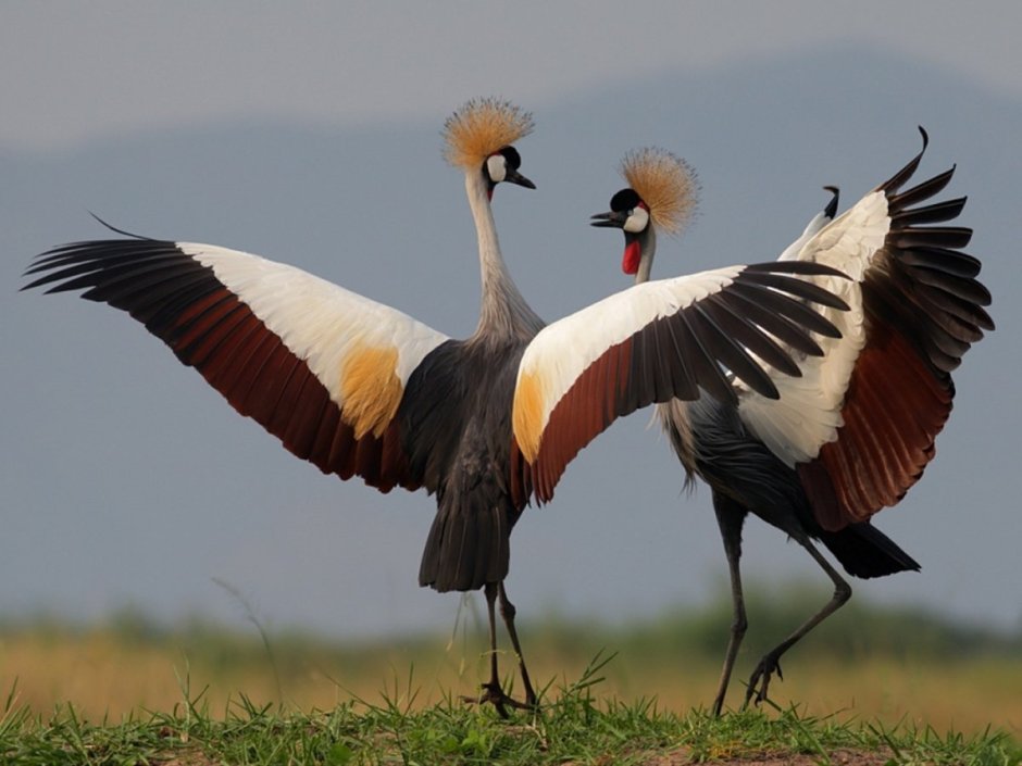 Астраханский заповедник Стерх