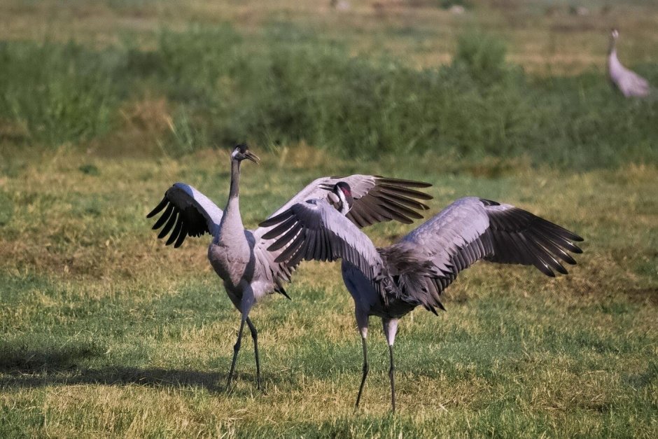 Аист в небе