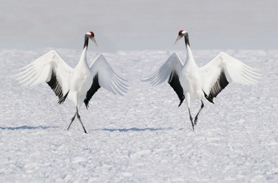 Танец журавлей