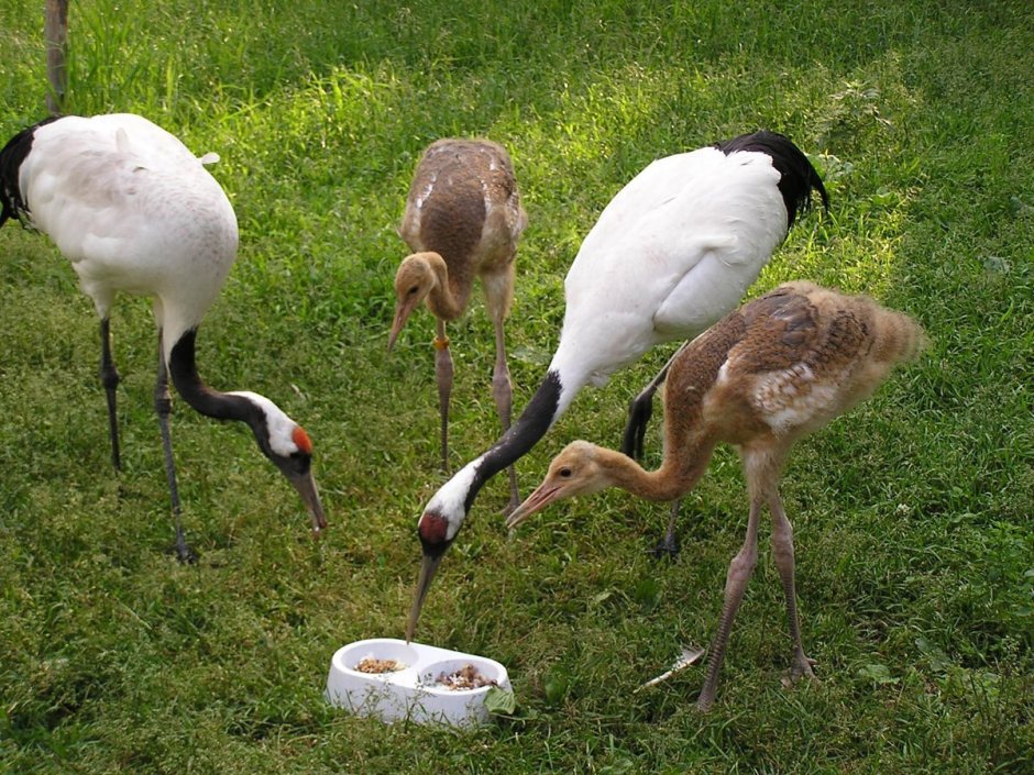 Танец журавлей Стерхов