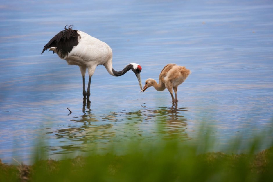 Журавли Геншин