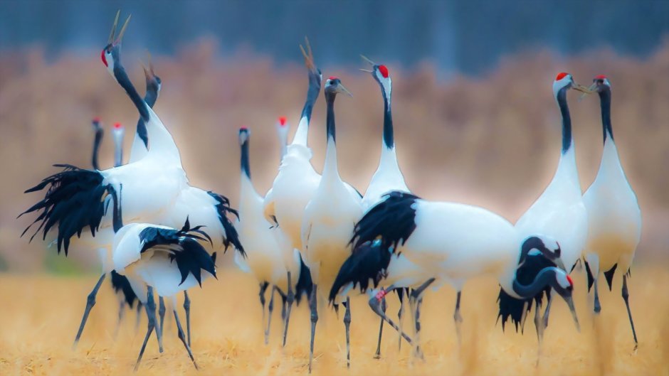 Журавли прилетели