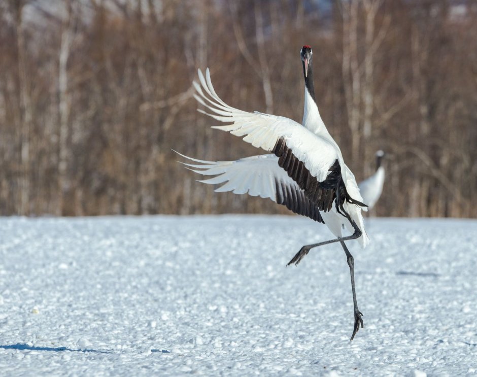 Стерх белый журавль танец
