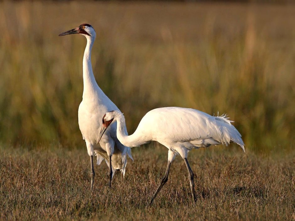 Журавлиная шея