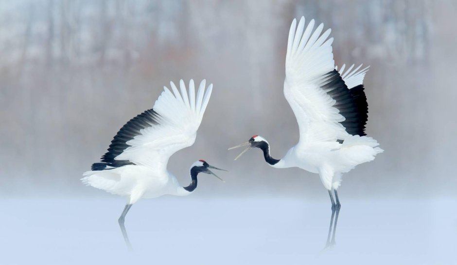 Серёжчатый журавль