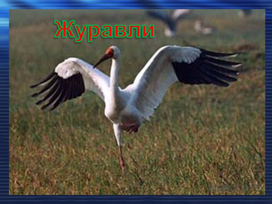 Горящий Аист