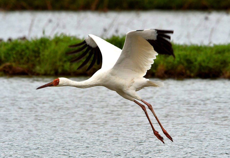 Сибирский белый журавль