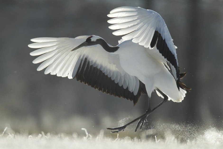 Журавль Стерх серый журавль