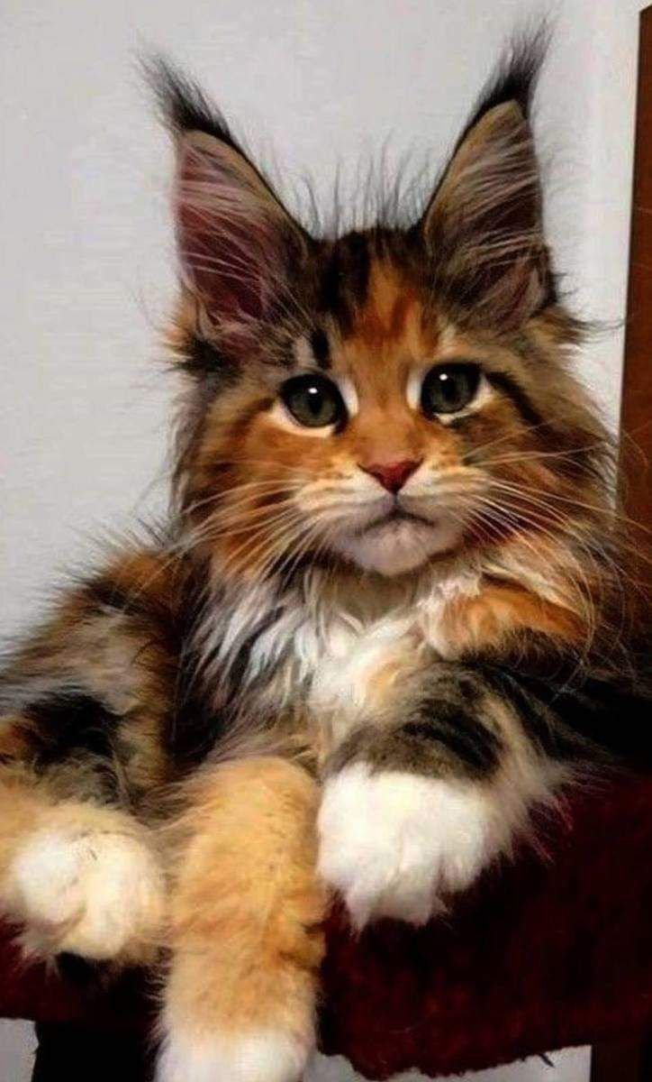 Кошка Мейн кун