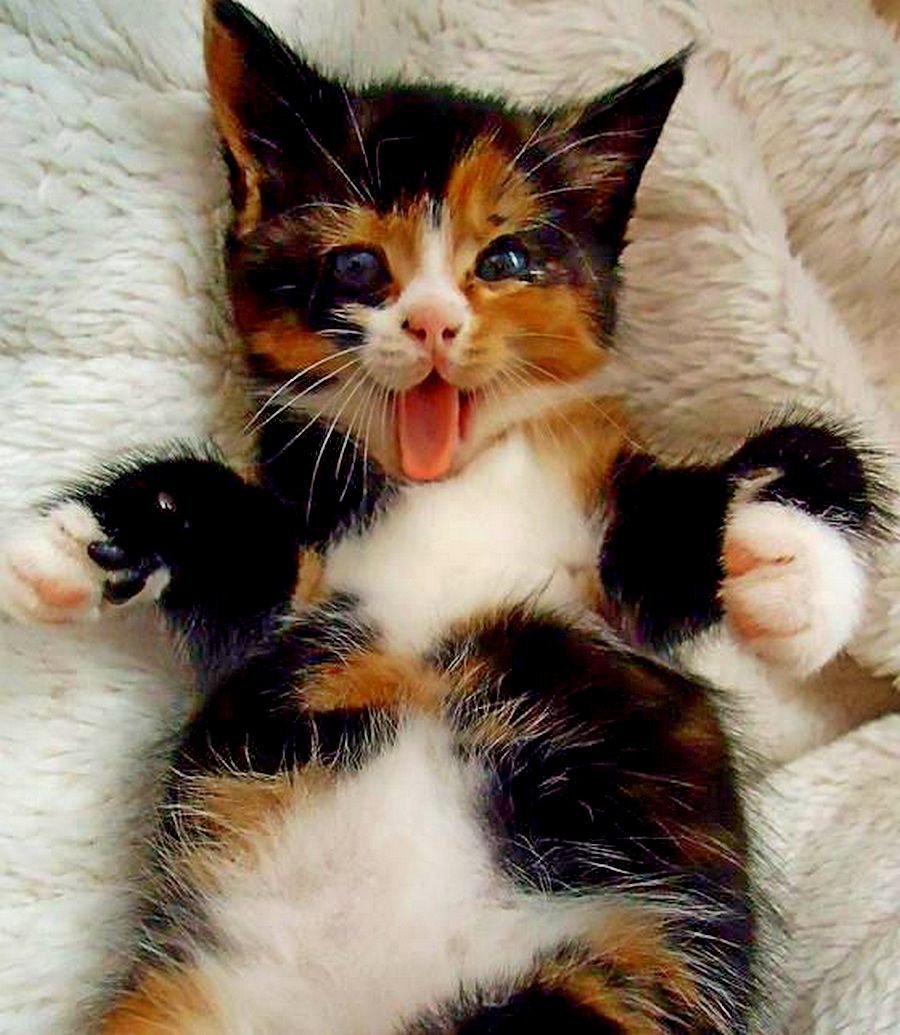 Милые трехцветные котята