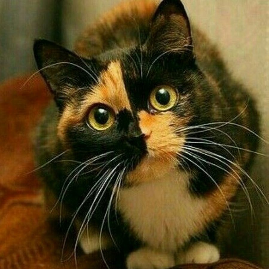 Черепаховая кошка Калико