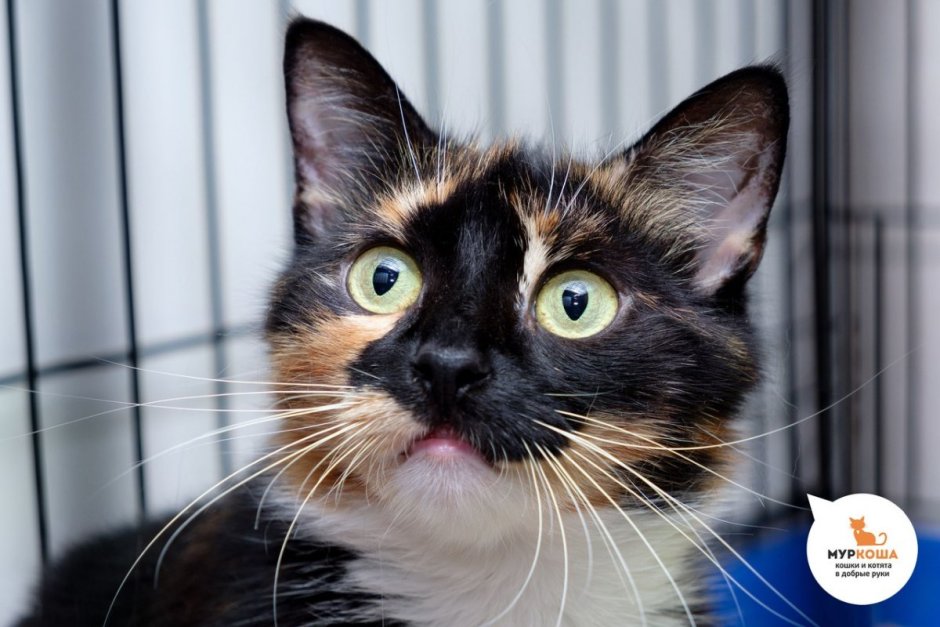 Черепаховые кошки в Муркоше