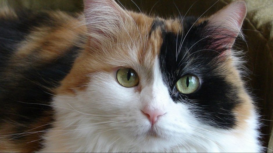 Кошка богатка порода