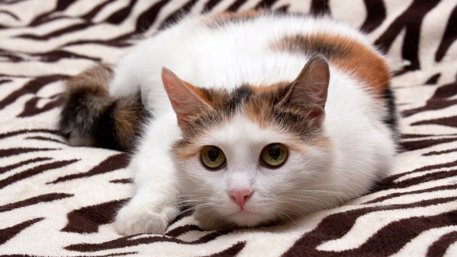 Кошка богатка