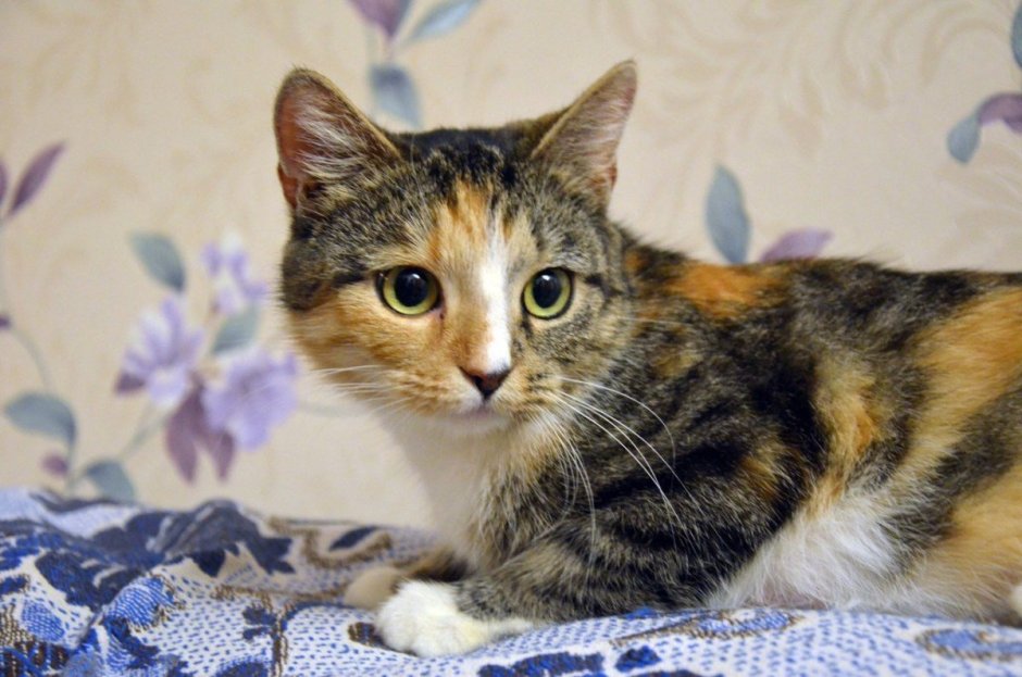 Четырехцветная кошка порода