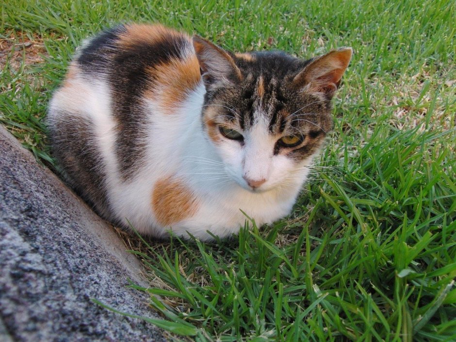 Кошка пятнистая трехцветная