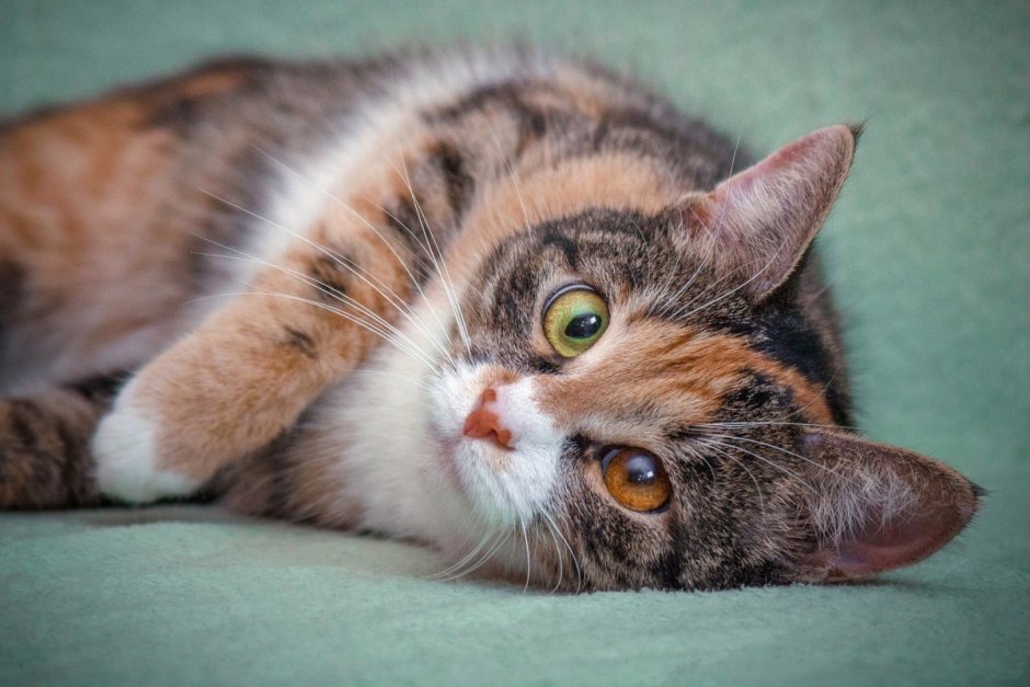 Трёхцветная кошка