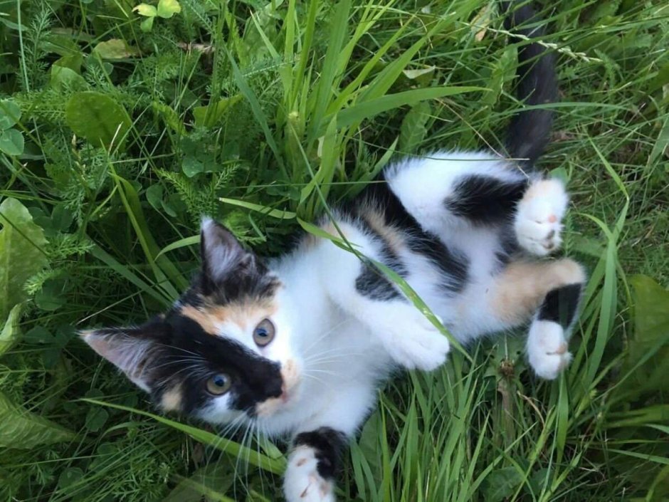 Трехцветный котенок