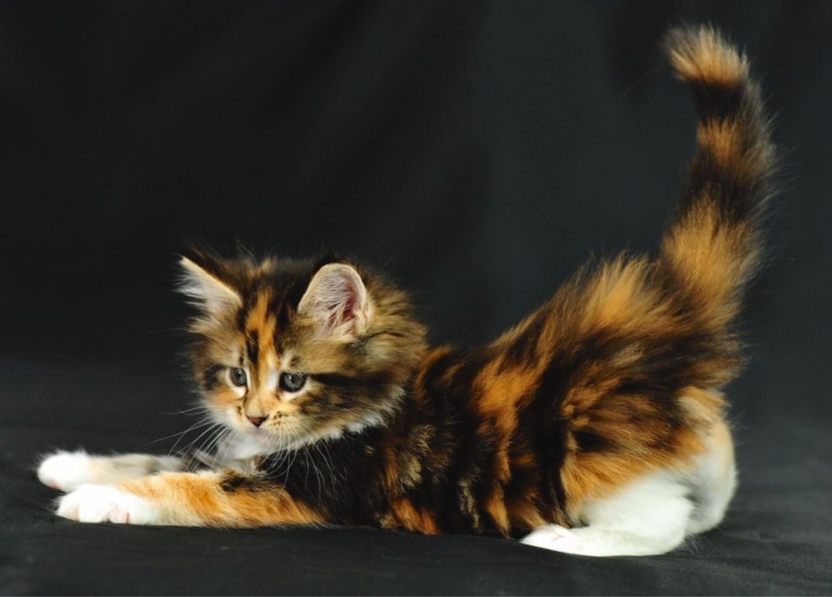 Котята мейкуна трехцветные