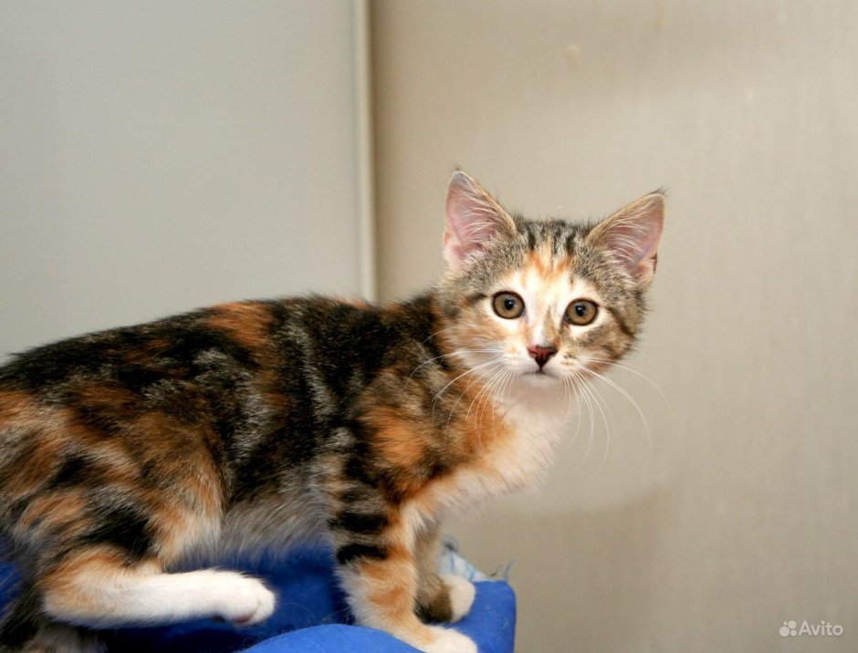 Четверо цветный кот