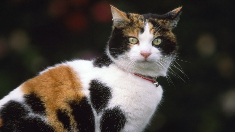 Анатолийская кошка трехцветная
