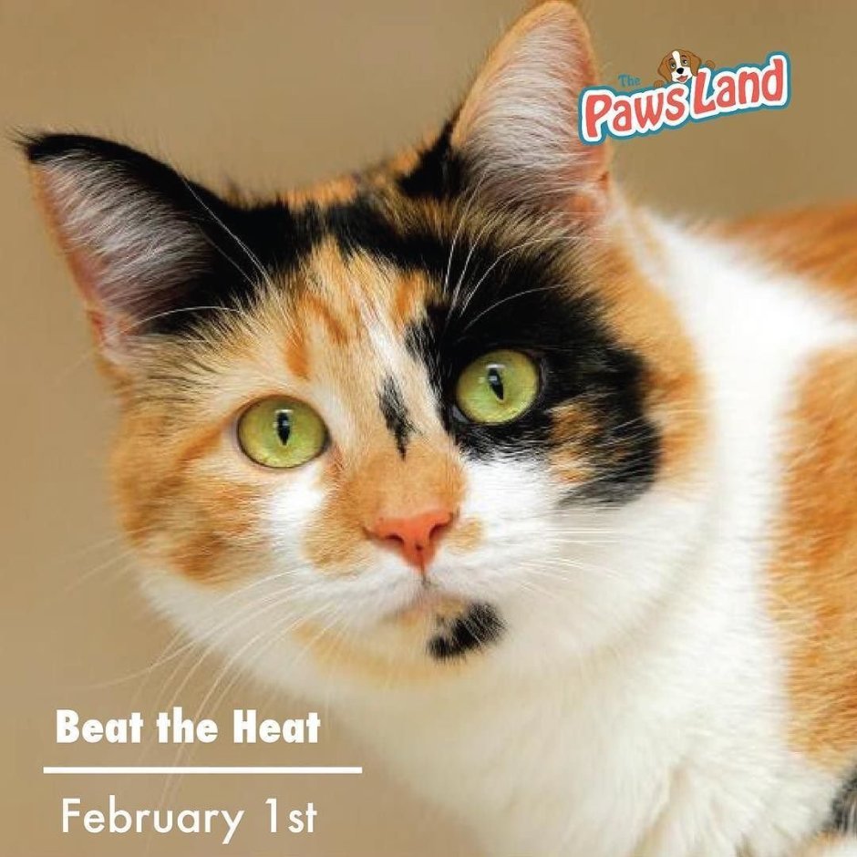 Трёхцветная кошка