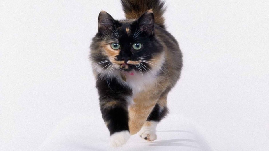 Сибирская Калико кошка